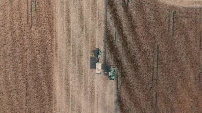 Ascending top-down aerial view of a combine harvester and tractor efficiently harvesting a large, dry cornfield