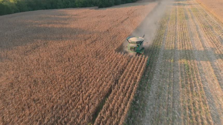 An aerial shot follows a combine harvester as it works through a vast golden cornfield during the autumn harvest