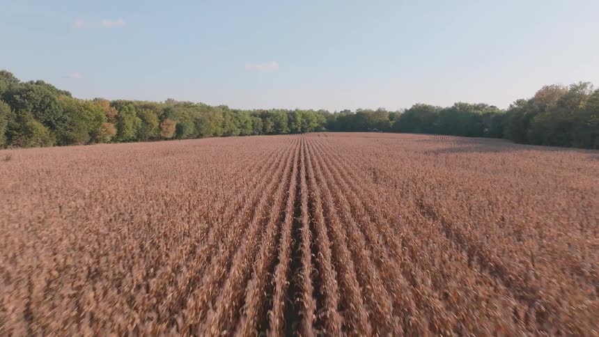 A fast, low aerial pull-back shot reveals a vast, dry cornfield ready for harvest in the autumn countryside