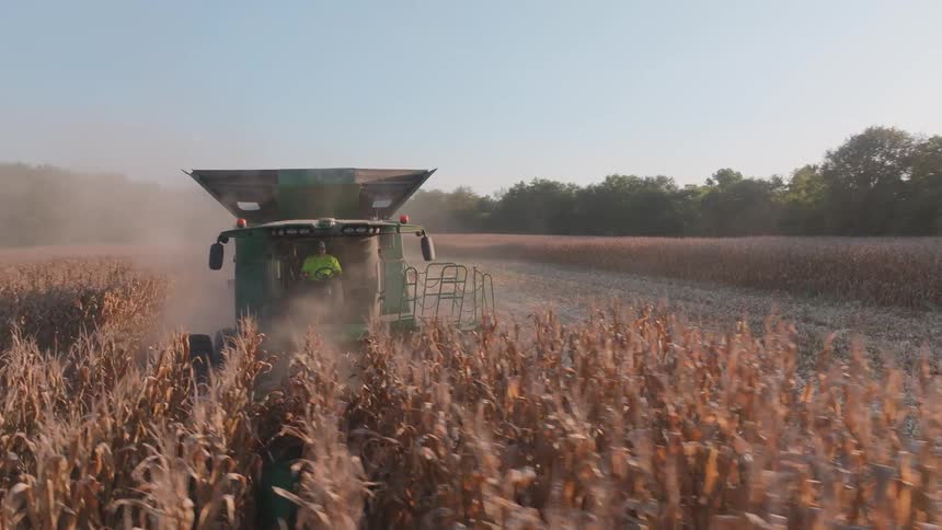 A combine harvester moves through a dusty cornfield, cutting down rows of dry corn during the autumn harvest at golden hour