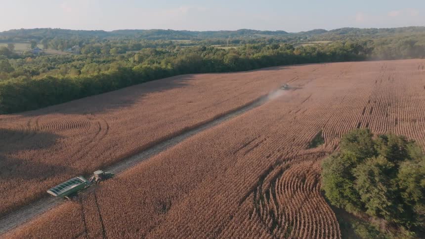 An aerial drone shot gracefully ascends over a treeline, revealing a combine harvester and tractor at work in a sprawling cornfield during the autumn harvest