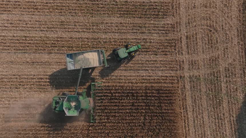 From directly above, a combine harvester works through rows of corn, offloading the fresh grain into a tractor-pulled trailer