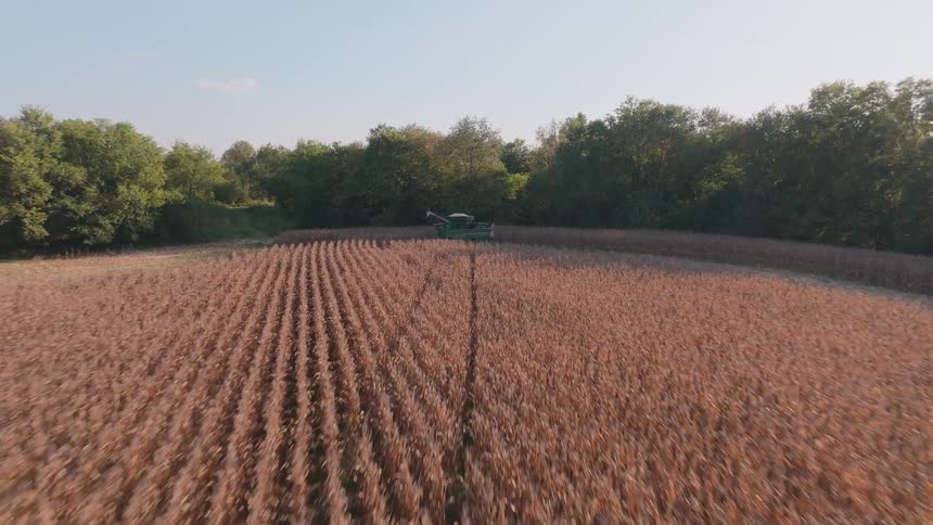 An aerial drone flies low over a dry cornfield towards a green combine harvester during the autumn harvest season
