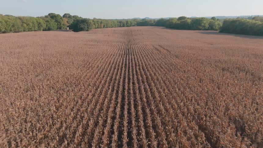 A drone descends and flies low over a vast, dry cornfield with perfectly straight rows ready for harvest in the autumn