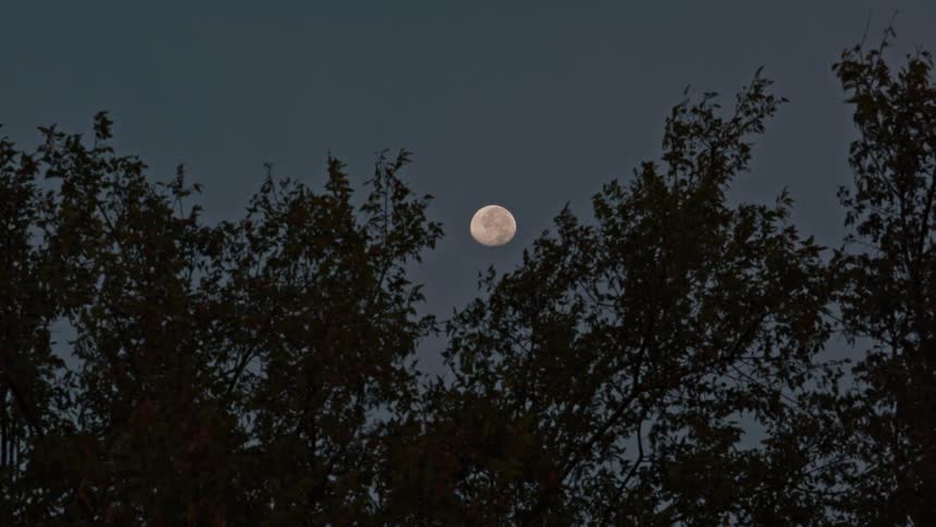 A full moon hangs in the dusky sky between the silhouettes of two trees at night