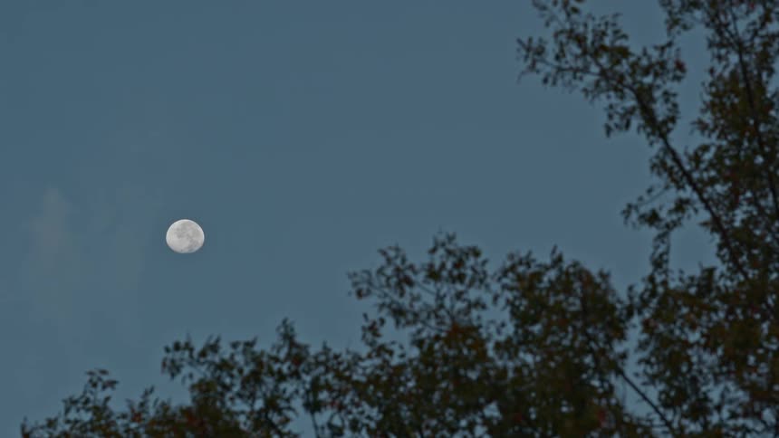 A bright full moon hangs in the dusky blue sky, framed by the silhouettes of tree branches