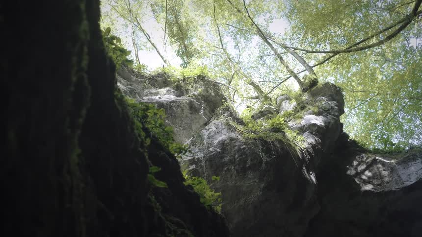 Sunlight filters through the trees at the top of a deep, narrow, moss-covered canyon as the camera tilts up
