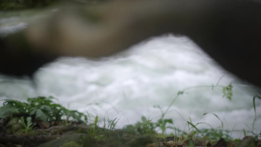 A handheld, close-up shot of a rushing river seen through the out-of-focus roots and plants on the riverbank