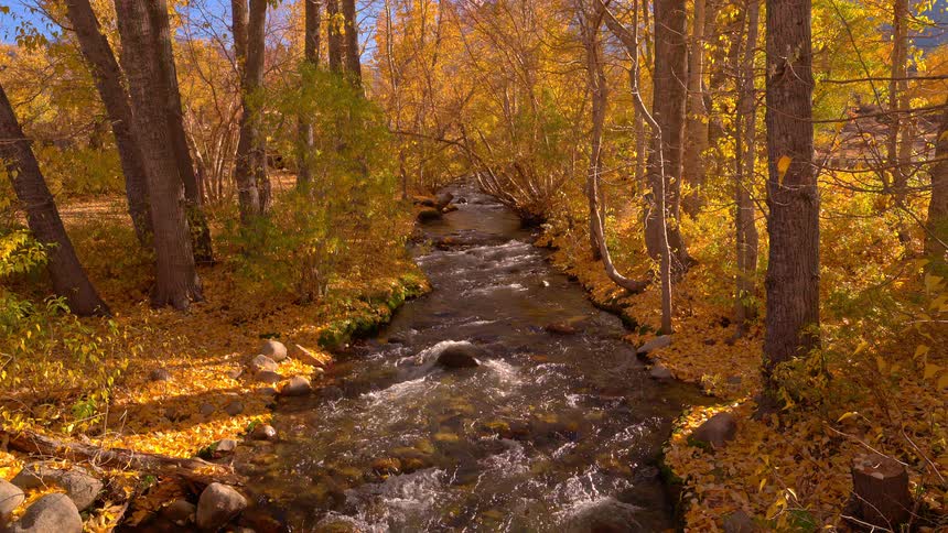 A picturesque stream flows through a sunlit forest with vibrant golden and yellow autumn foliage
