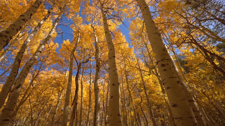 Golden aspen leaves fall gently from the canopy against a clear blue sky as the camera tilts down through the sunlit forest