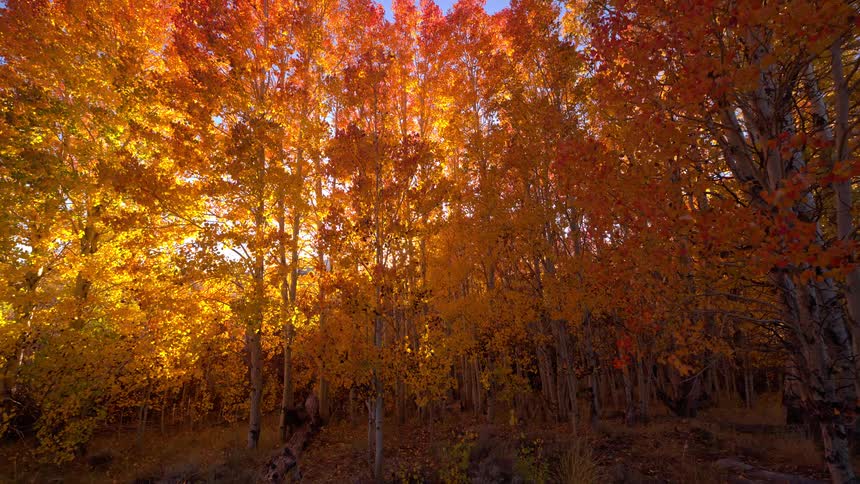 Vibrant golden and red aspen trees glow in the morning sunlight during a beautiful autumn day