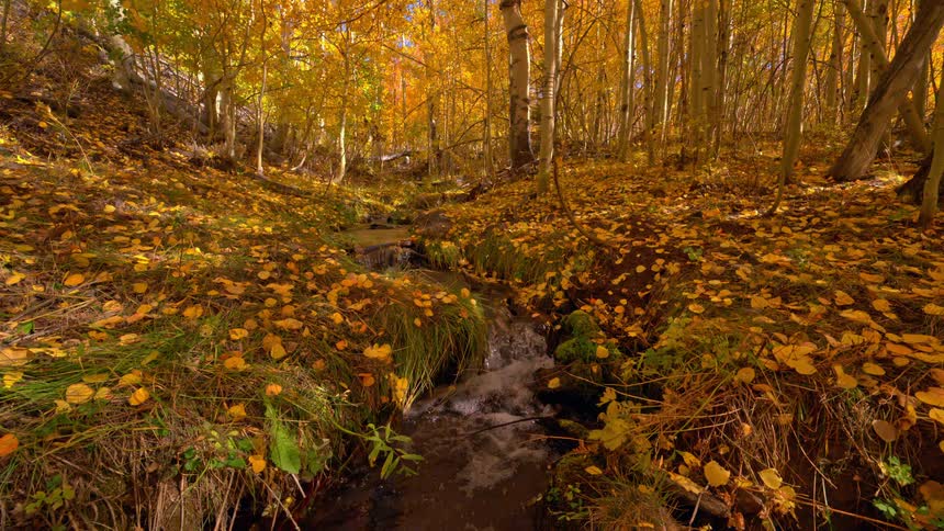 A tranquil creek flows through a golden aspen forest as yellow leaves fall gently to the ground during a beautiful autumn day