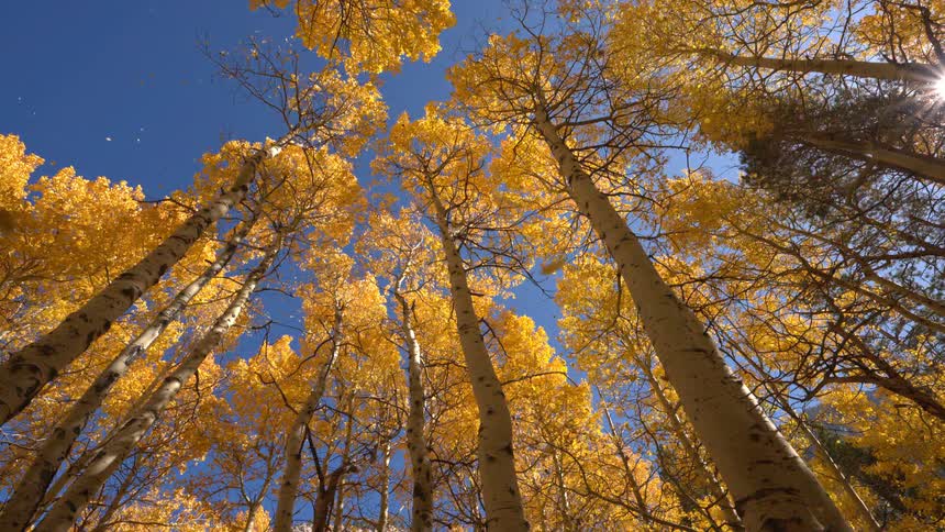 Golden autumn leaves fall from tall aspen trees against a brilliant blue sky on a sunny day