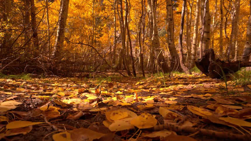 Golden sunlight filters through a vibrant yellow aspen forest, illuminating the autumn leaves covering the ground