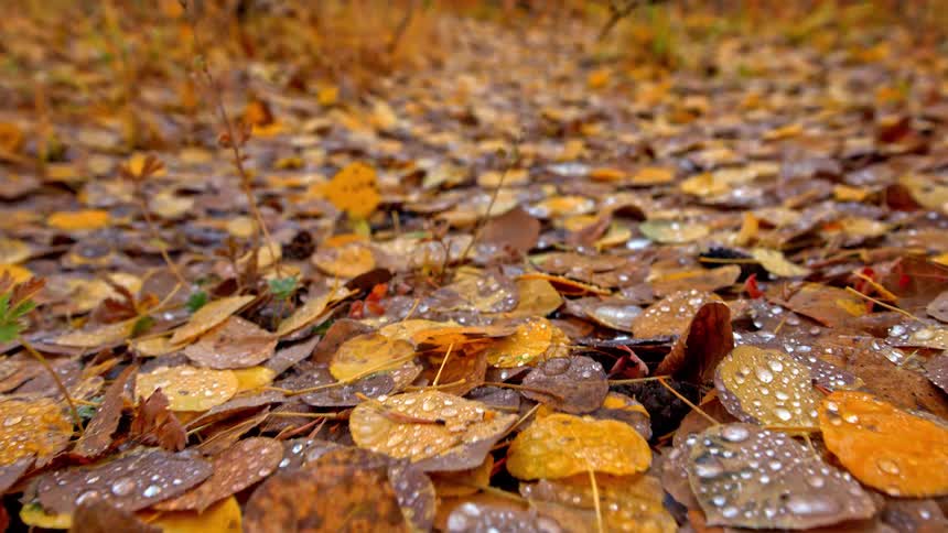 A detailed slow-motion pull-back shot over a bed of colorful fallen autumn leaves glistening with morning dew on the forest floor