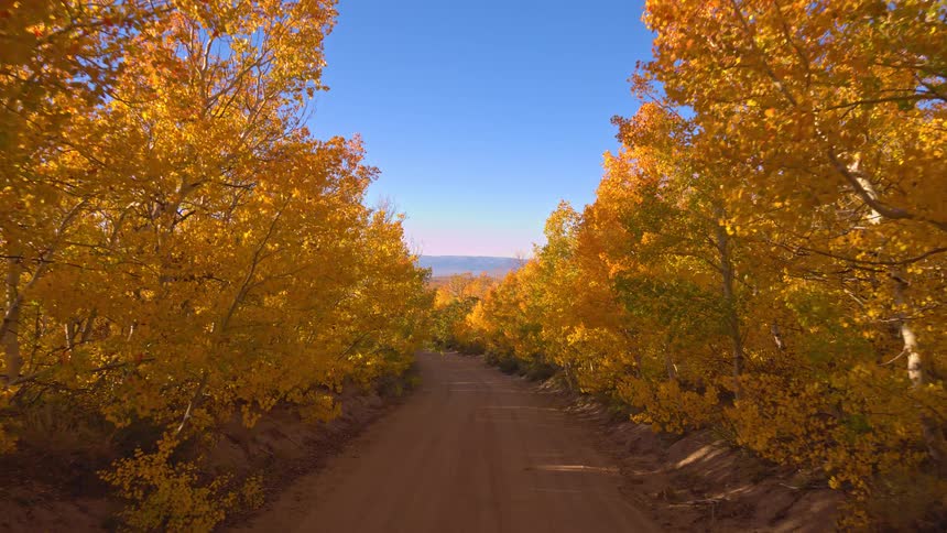 A slow reverse dolly shot down a dirt road lined with golden and orange aspen trees in full autumn color
