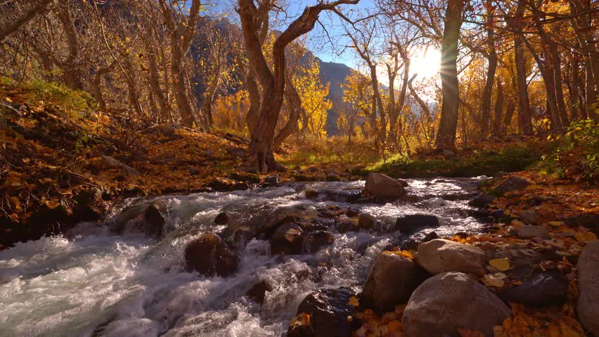 A picturesque mountain stream flows through a sunlit forest vibrant with golden autumn foliage