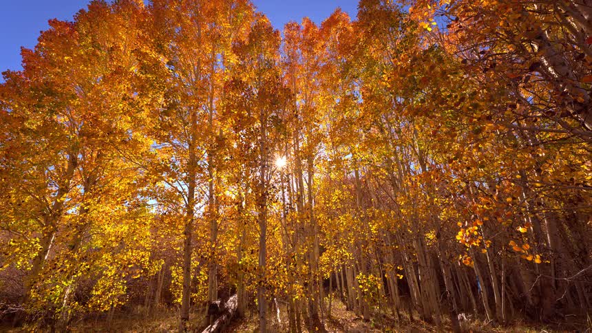 Sunlight streams through a beautiful golden aspen forest in the peak of autumn