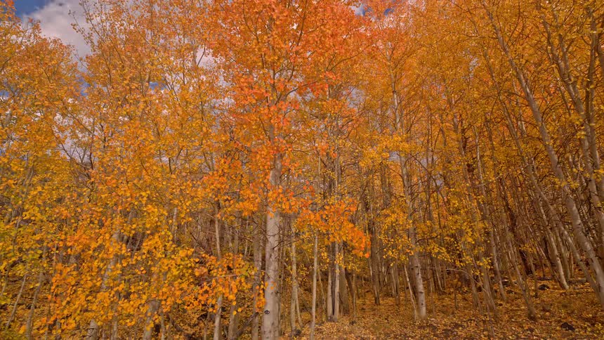 A slow push through a vibrant forest of aspen trees with brilliant orange and yellow autumn foliage