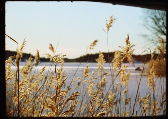 Golden sunlit reeds sway gently in the breeze against the backdrop of a frozen lake on a cold winter day