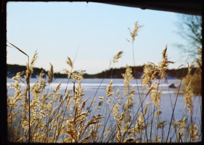 Vintage film shot of golden reeds swaying in front of a frozen, snow-covered lake on a sunny day