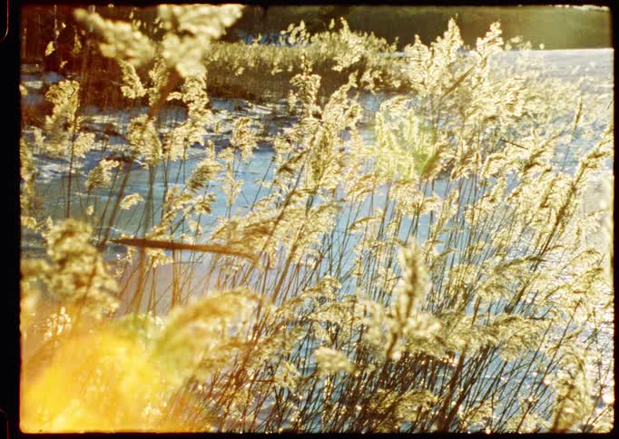 Golden winter reeds sway in the sunlight against a snowy, frozen lake in this vintage-style footage