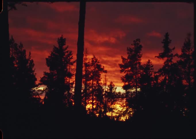 A fiery red and orange sunset glows behind a dark silhouette of a pine tree forest
