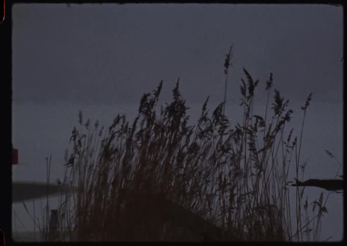 Super 8mm film captures silhouetted reeds swaying in the wind over a frozen, snowy landscape at dusk