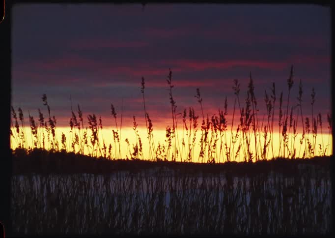 Silhouetted reeds sway gently in the breeze against a fiery sunset over the water in this vintage-style footage