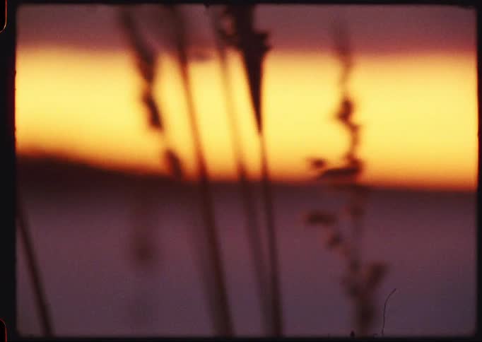 Silhouetted blades of wild grass sway gently in the breeze against a soft-focus golden sunset in this dreamy, vintage-style footage