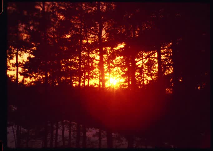Vintage 8mm footage of a slow zoom into a vibrant orange sunset glowing through the dark silhouettes of a pine forest