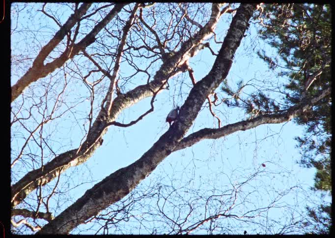 Vintage 8mm footage captures a red-headed woodpecker pecking away on a large, leafless tree branch against a clear blue sky