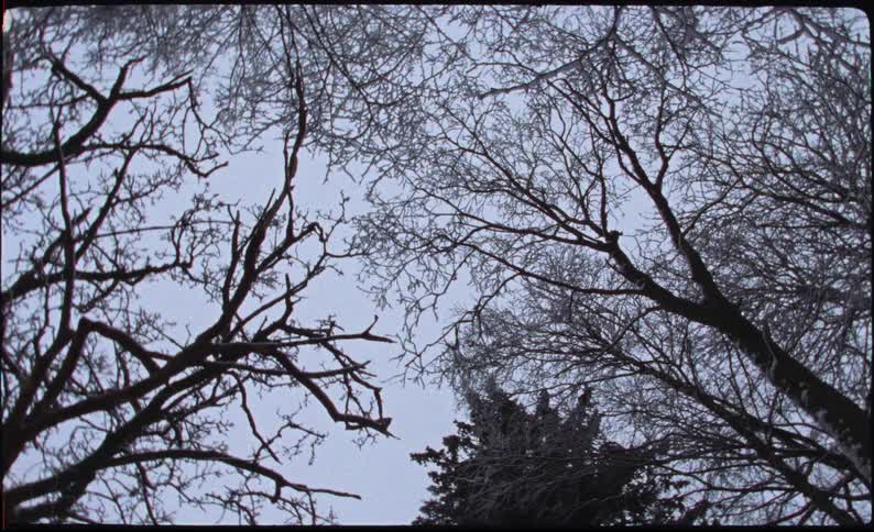 A slow, rotating low-angle shot on vintage film looking up at bare, snow-covered tree branches against a cold winter sky