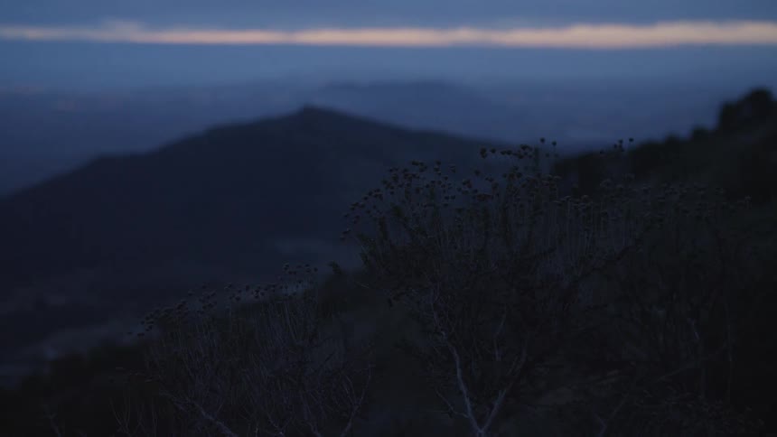 A silhouetted bush in the foreground with a scenic view of dark, out-of-focus mountains at twilight