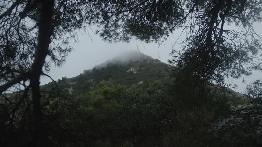 A misty mountain peak is framed by dark, silhouetted pine trees on a cloudy and windy day