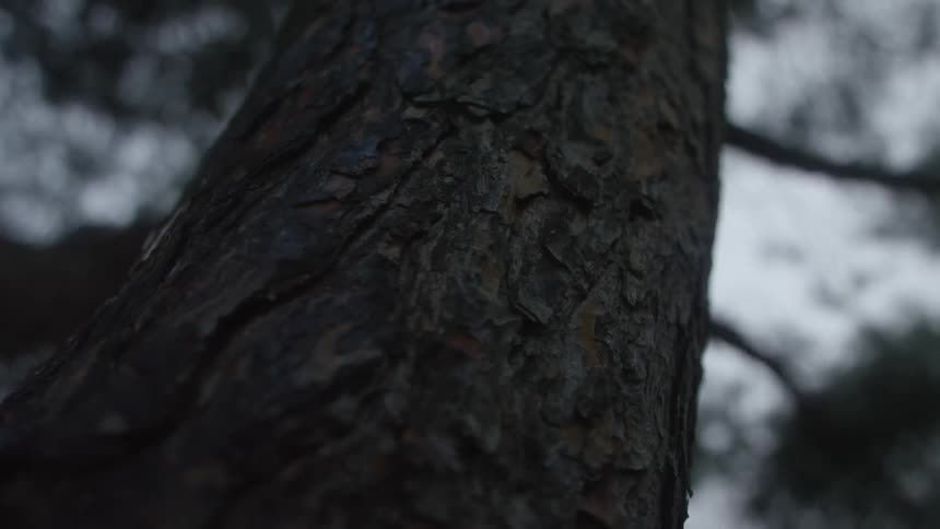 A moody, low-angle close-up of the textured bark on a tree trunk in a dimly lit forest