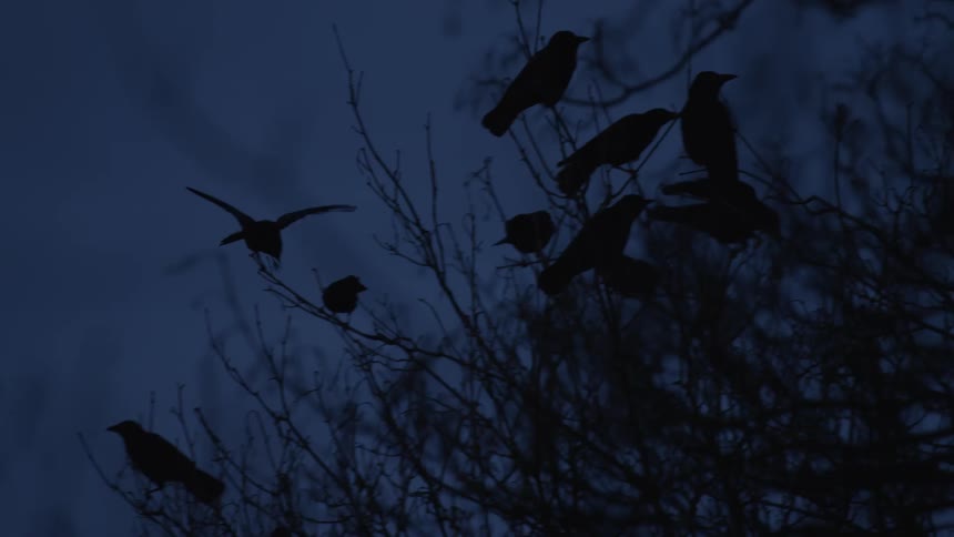 A flock of blackbirds is silhouetted against the dark evening sky as they fly and land on tree branches in slow motion