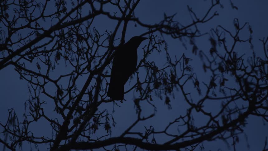 A mysterious crow is silhouetted against the dark blue sky while perched on a bare tree