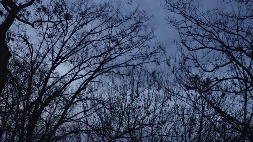 Silhouetted birds perch and fly amongst bare tree branches against a gloomy twilight sky