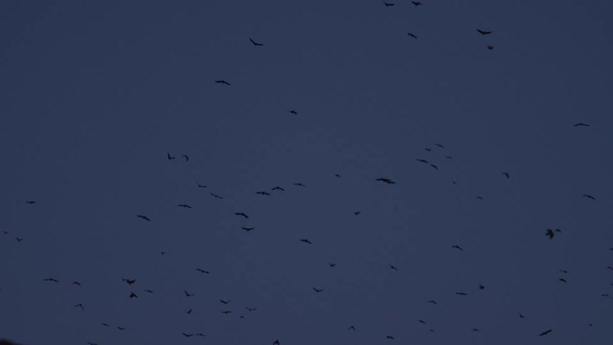 A large flock of silhouetted birds fly across the dark blue sky at dusk, panning to reveal bare trees