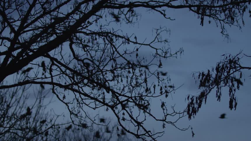 A murder of crows flies and lands in the bare branches of silhouetted trees during a spooky twilight