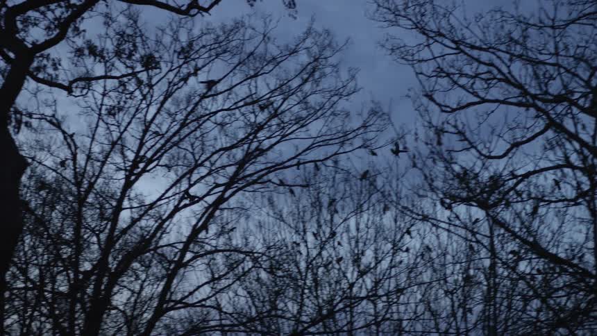 A flock of crows flies and perches in the branches of silhouetted bare trees against a dark blue evening sky