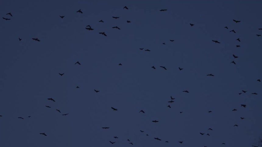A large flock of silhouetted birds flies across the dark blue sky at dusk