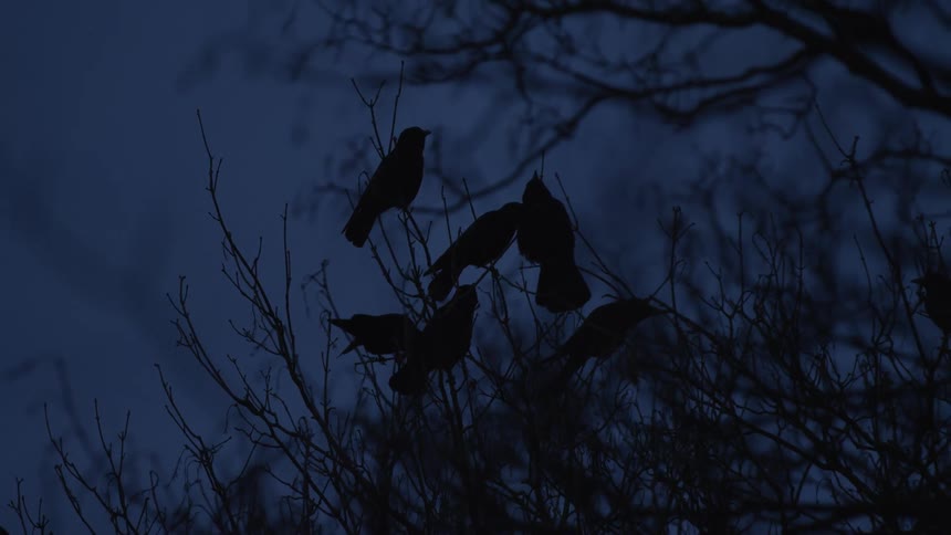 A flock of birds is silhouetted on the branches of a leafless tree at twilight