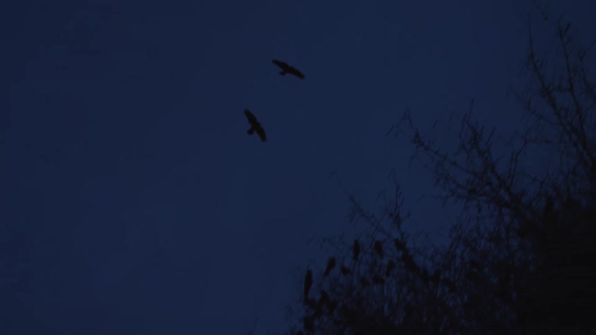 Silhouetted crows fly in slow motion across a dark blue sky at dusk, creating an eerie and ominous scene