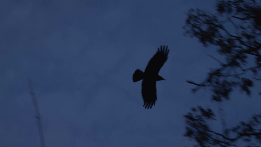 A silhouetted crow flies in slow motion through the dusky sky before disappearing into the dark branches of a tree