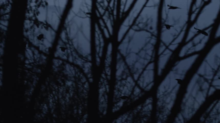 A murder of crows flies in slow motion through a dark, spooky forest against a gloomy sky