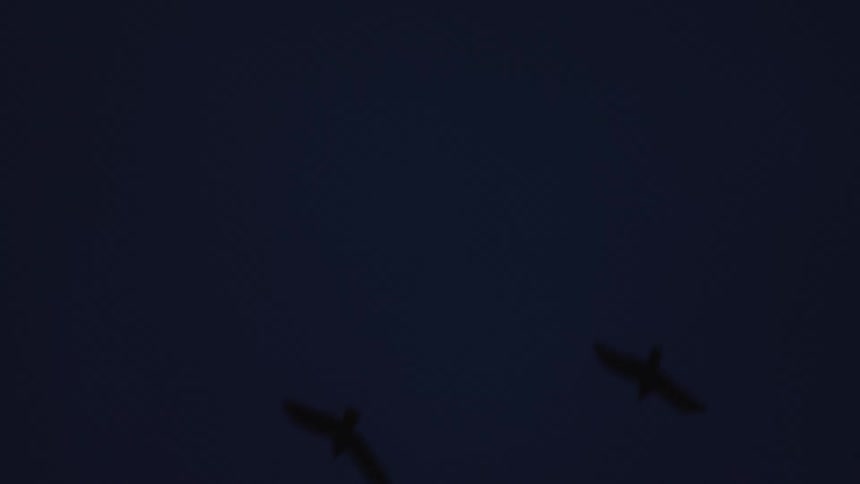 Mysterious silhouettes of several birds circling in slow motion against a dark night sky over bare trees