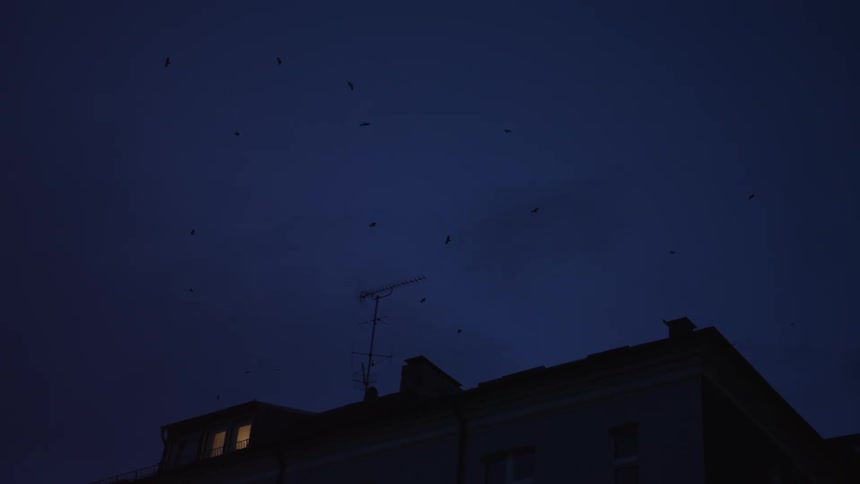 Silhouetted birds circle in the dark blue sky above a building's rooftop at night