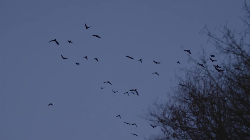A murder of crows flies in slow motion across a deep blue twilight sky above silhouetted trees